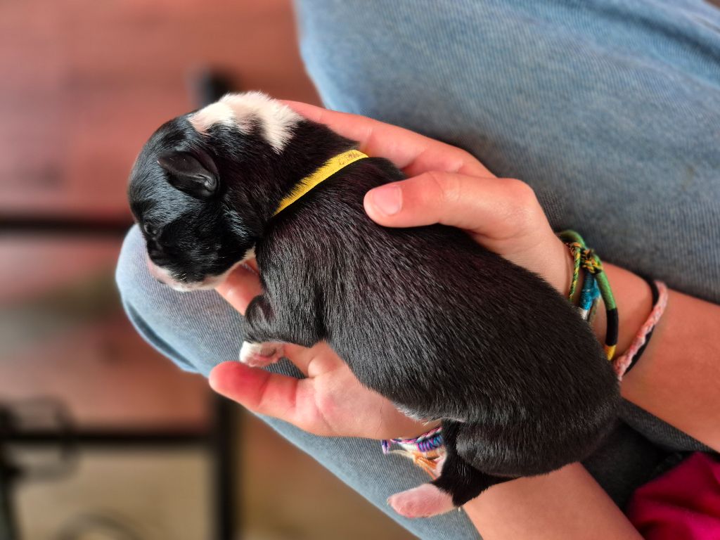 De La Merlinerie - Chiots disponibles - Border Collie