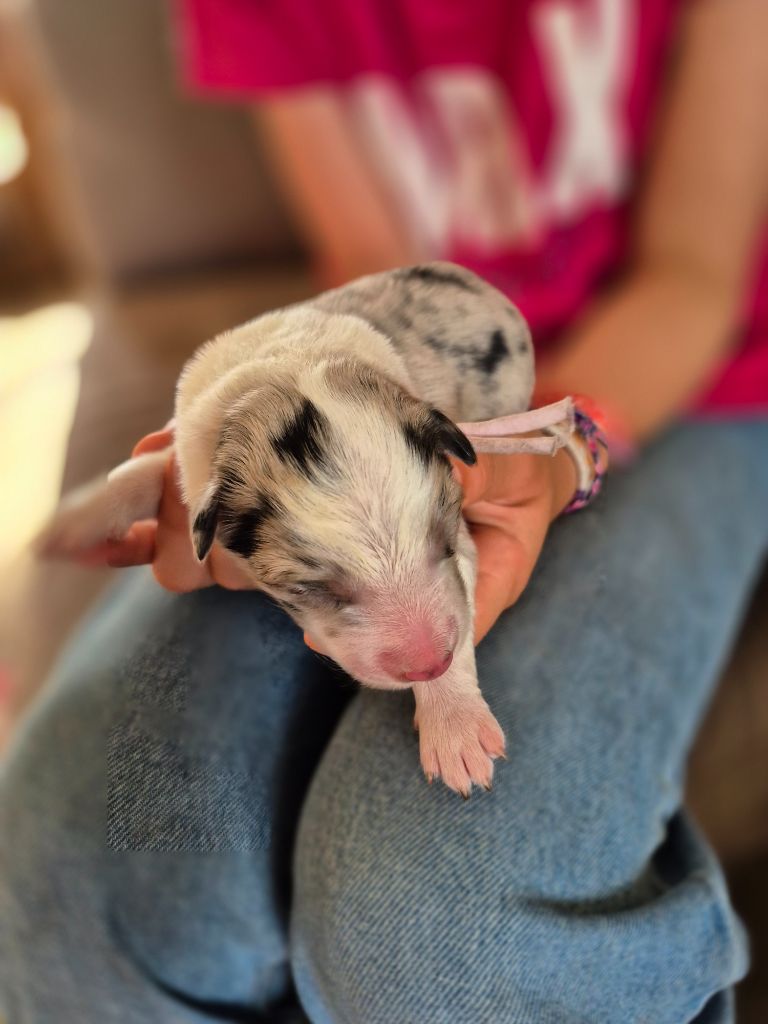 De La Merlinerie - Chiots disponibles - Border Collie