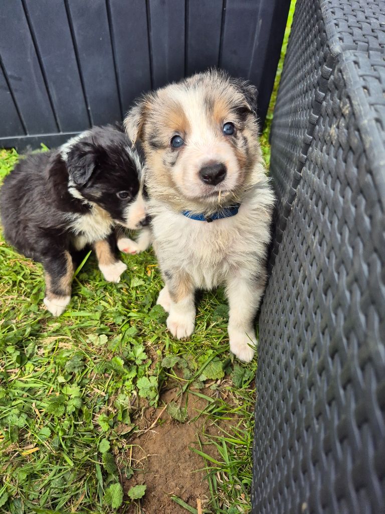 De La Merlinerie - Chiots disponibles - Border Collie