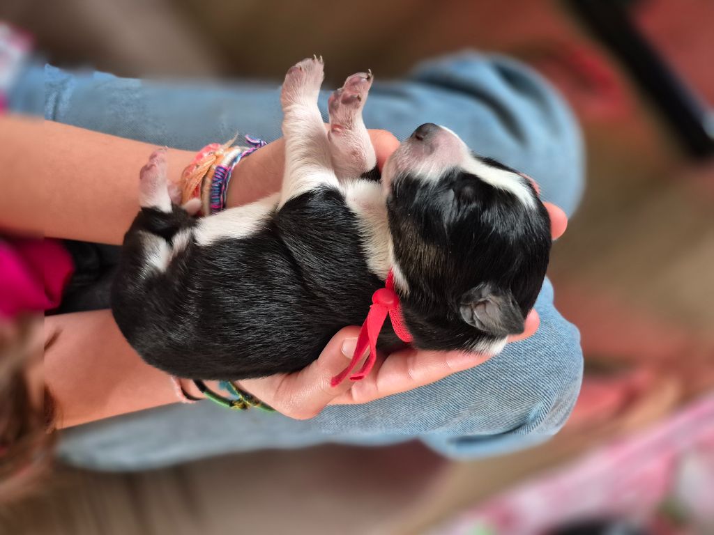 De La Merlinerie - Chiots disponibles - Border Collie