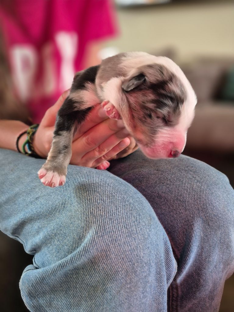 De La Merlinerie - Chiots disponibles - Border Collie